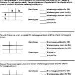 15 Fun Genetics Worksheets Worksheeto