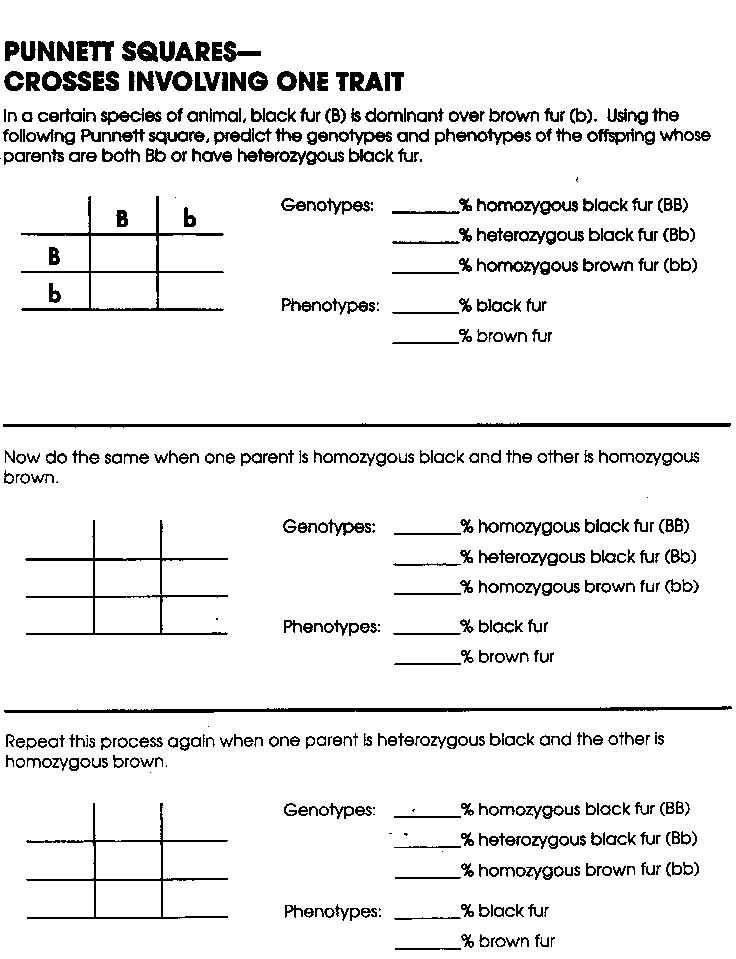15 Fun Genetics Worksheets Worksheeto