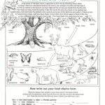 20 Ecosystem Worksheets 4th Grade Worksheet From Home