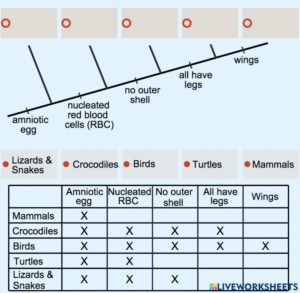 Aurum Science Phylogenetic Tree Worksheet Answers - Scienceworksheets.net