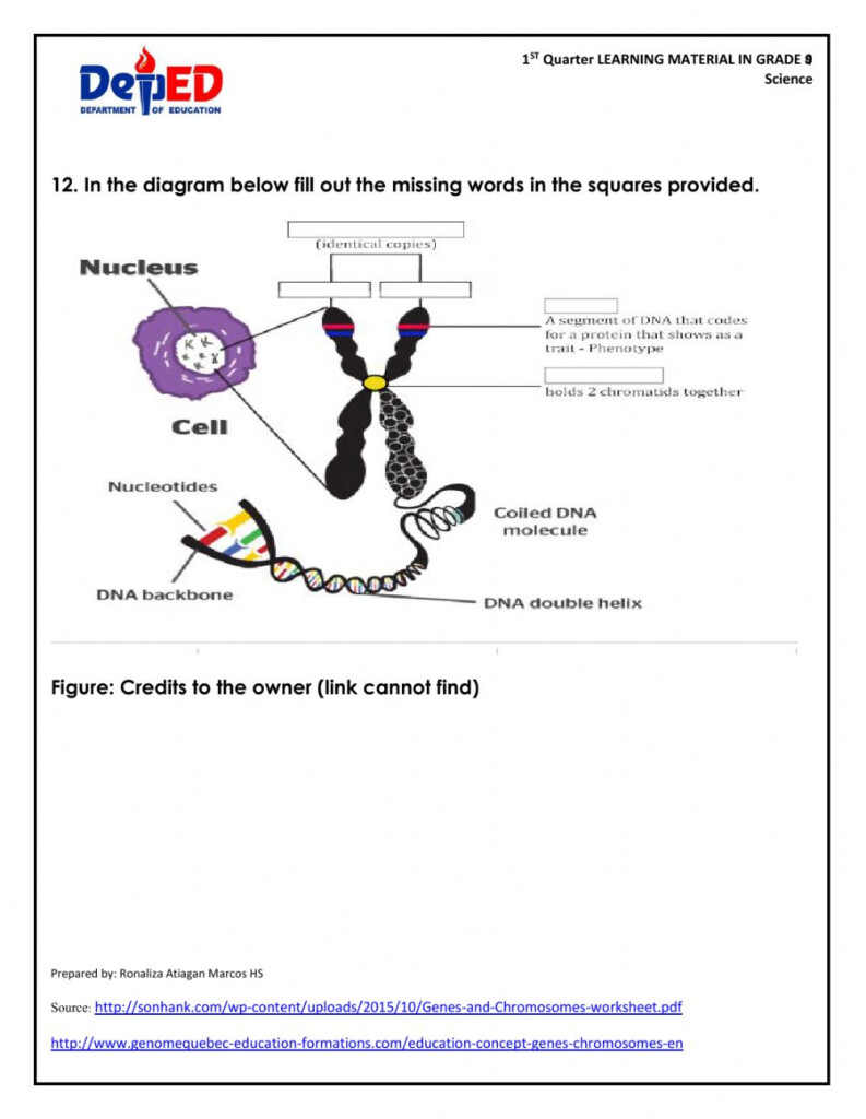 42 Dna And Genes Worksheet Answer Worksheet Online