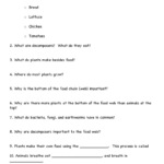 Bill Nye Food Web Worksheet Food Web Worksheet Food Web Nye Food