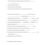 Bozeman Photosynthesis Worksheet Answers Free Download Goodimg co