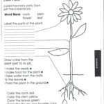 Food Coloring Flower Experiment Worksheet Science Worksheets 1st