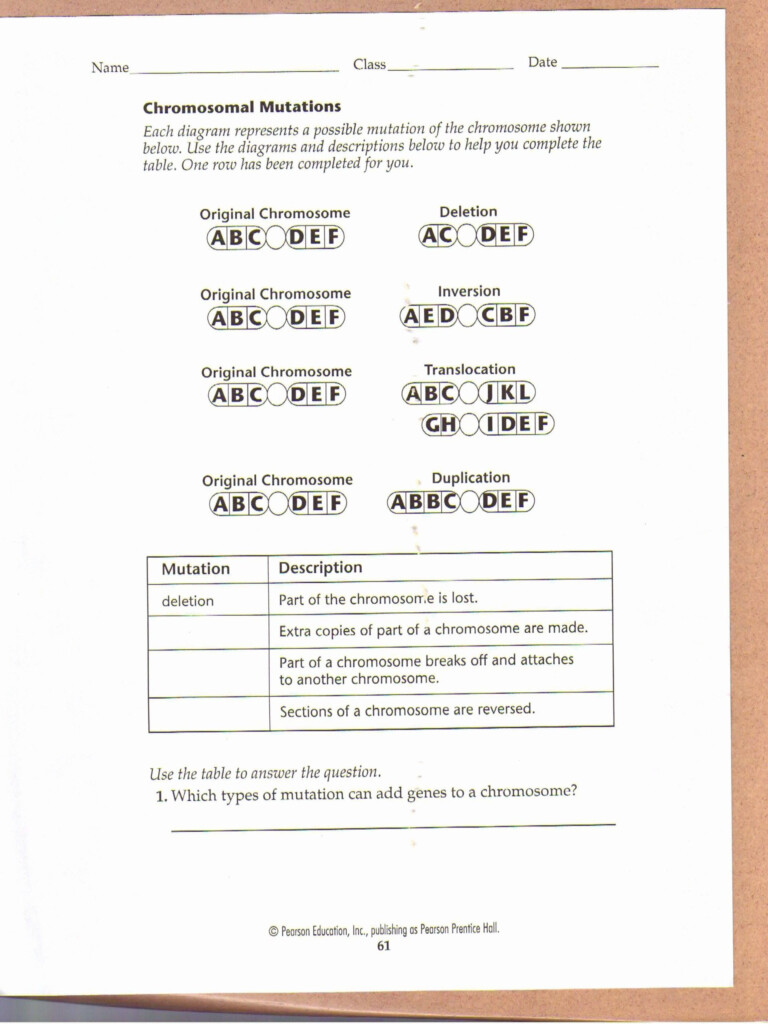 Genetic Mutation Worksheet Answer Key Genetic Mutation Worksheet Answer 