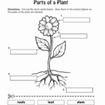 Parts Of A Plant Worksheet