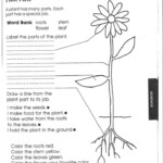 Plant Worksheets For First Grade Science Worksheets 1st Grade