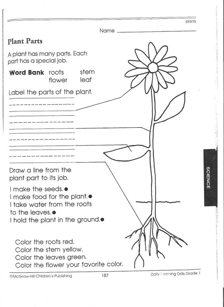 Plant Worksheets For First Grade Science Worksheets 1st Grade 