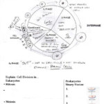 Regulating The Cell Cycle Answer Key