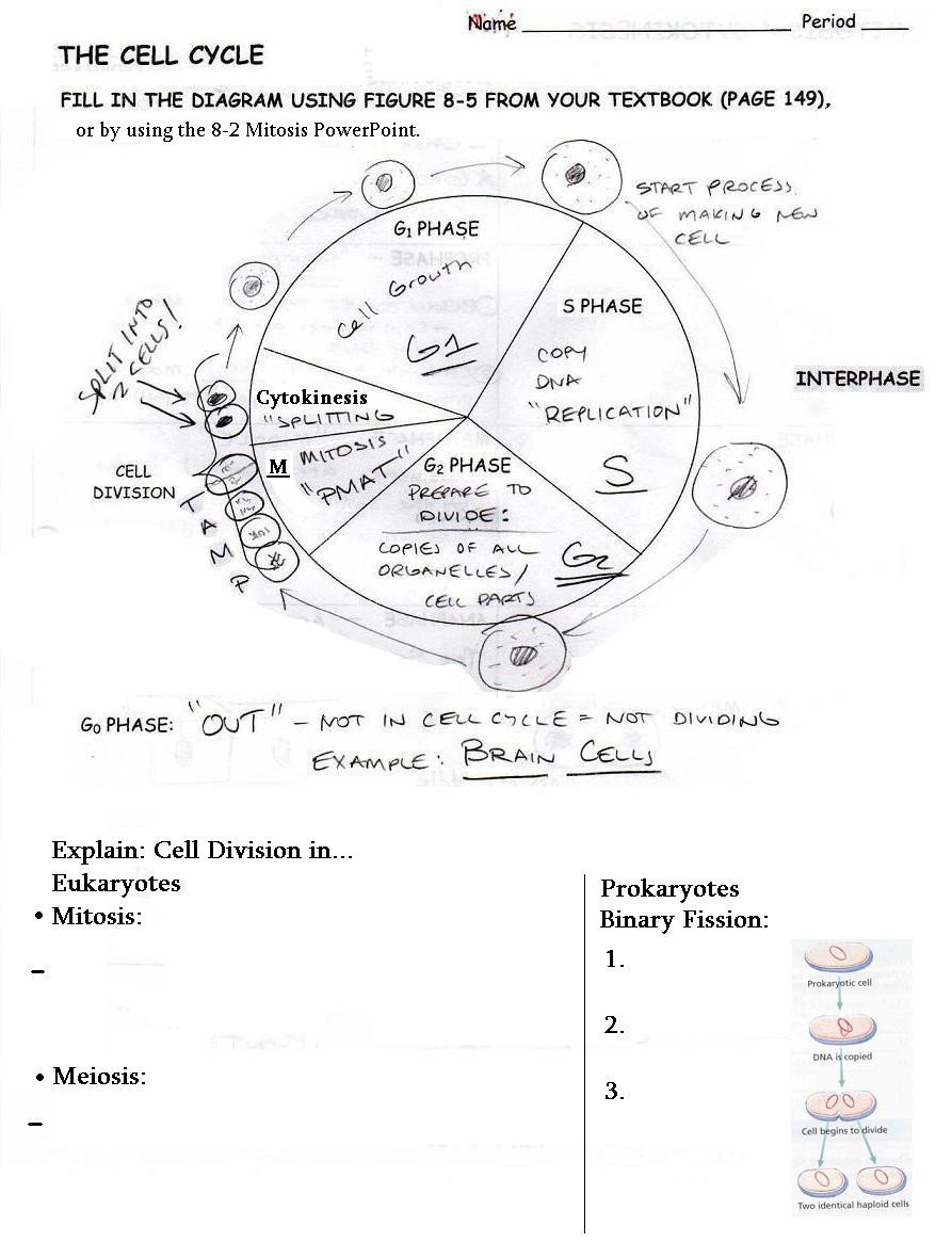 Comprehensive science review student worksheet answer key