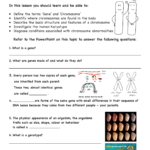 Science 10 Microscope Worksheet Answers Micropedia