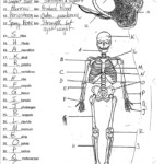 13 7th Grade Life Science Worksheets Worksheeto