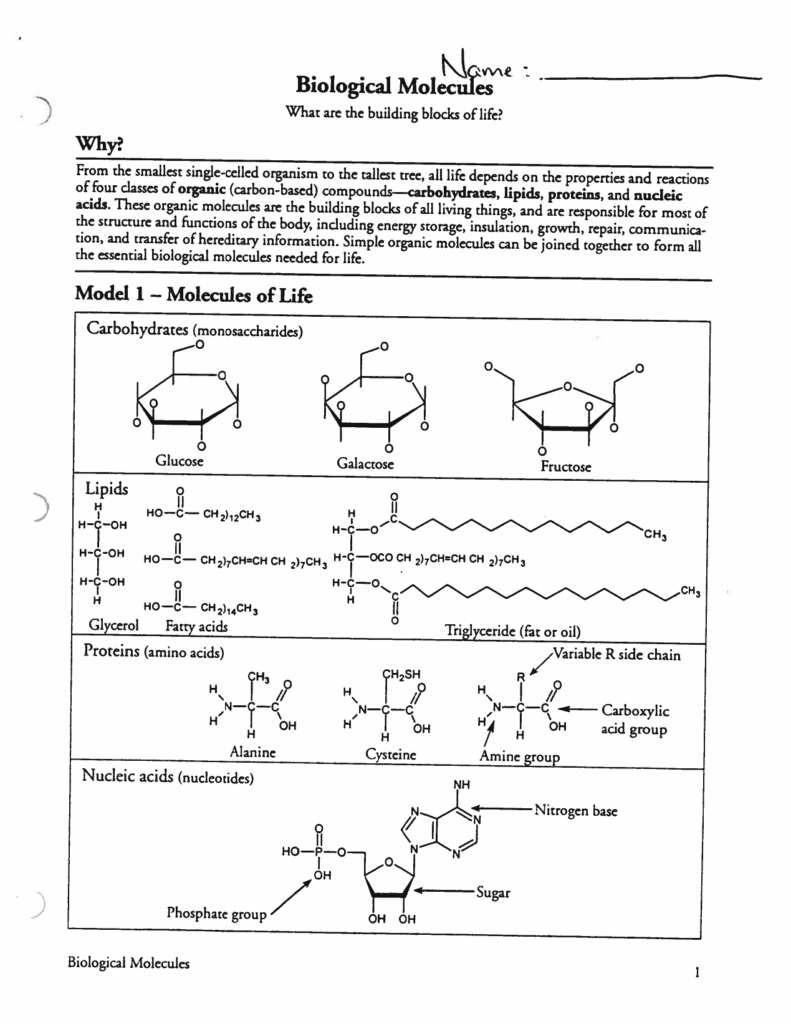 Biological Molecules Worksheet Answers