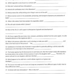 Bozeman Biology Photosynthesis And Respiration Video Worksheet Answers