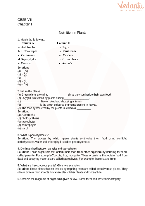 CBSE Class 7 Science Nutrition In Plants Worksheets With Answers