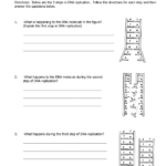 Dna Replication Worksheet Answers