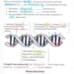 Dna Replication Worksheet Key