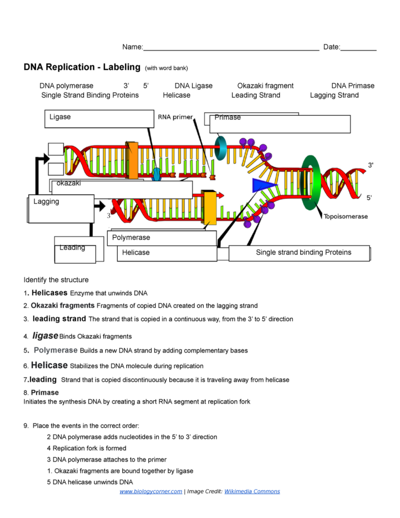 Dna Replication Worksheet Key
