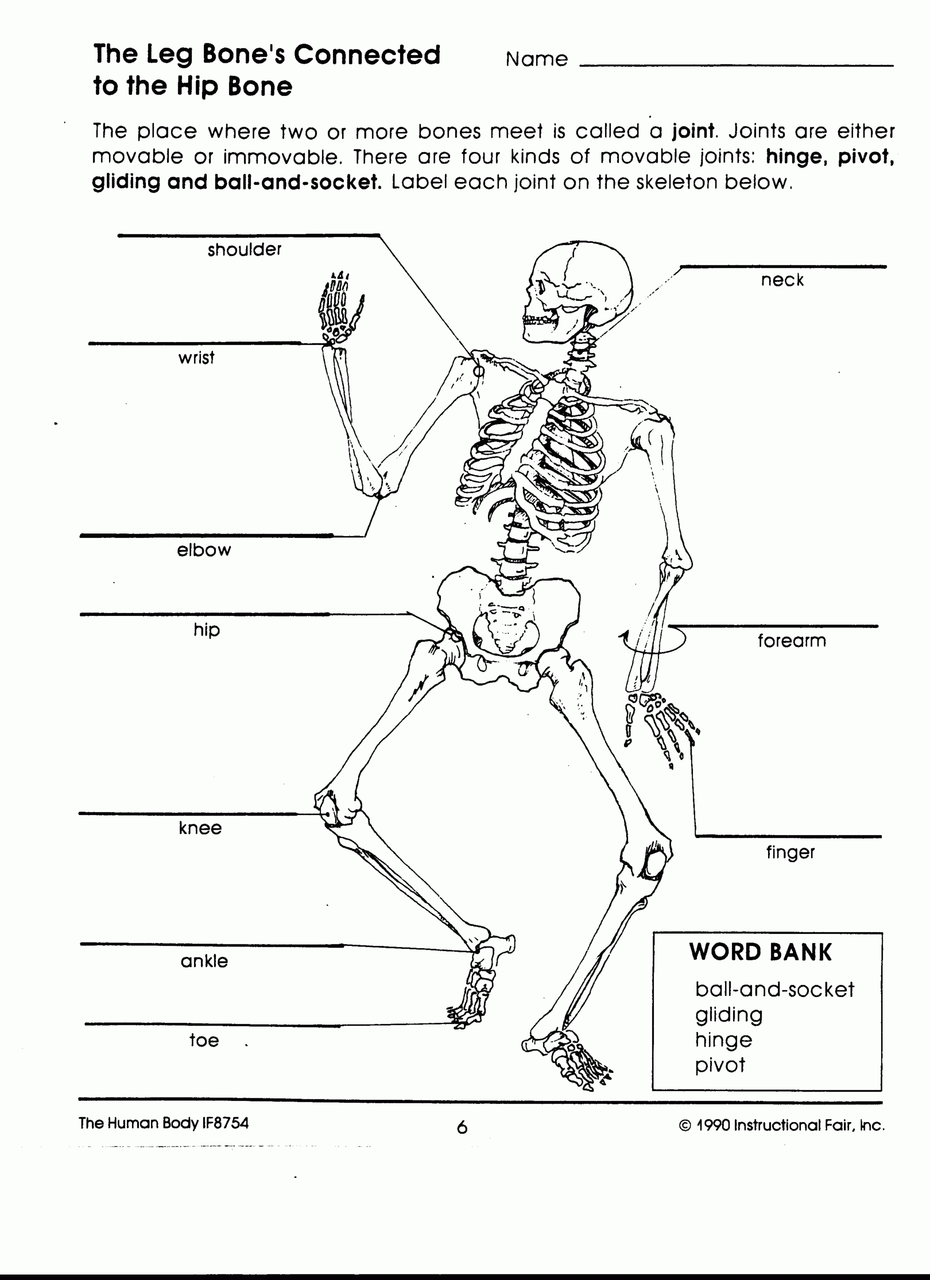 Free Printable Human Body Systems Worksheets