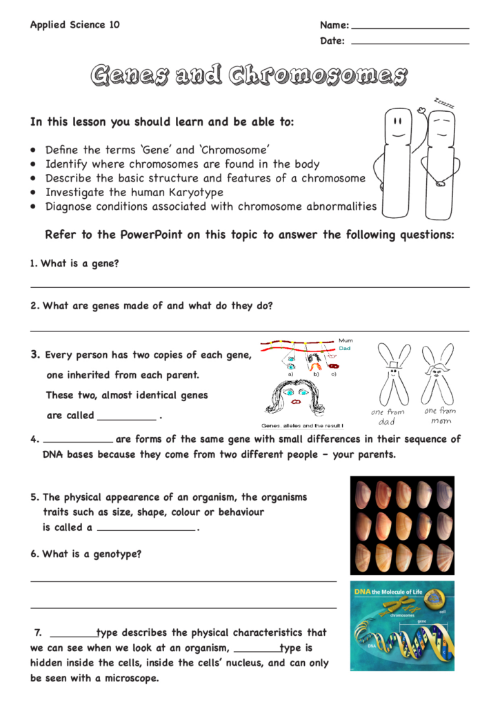 Genes And Chromosomes Worksheet Db excel