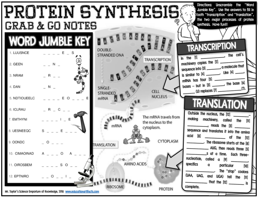 Grab and Go Notes Protein Synthesis Biology Classroom Teaching 