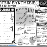 Grab and Go Notes Protein Synthesis Biology Classroom Teaching