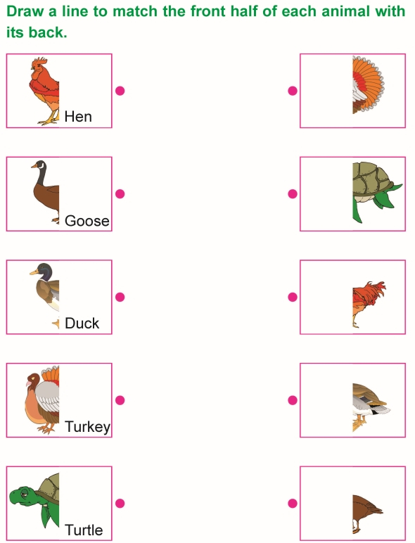 Grade 1 Science Lesson 4 Body Parts Of Animals Primary Science