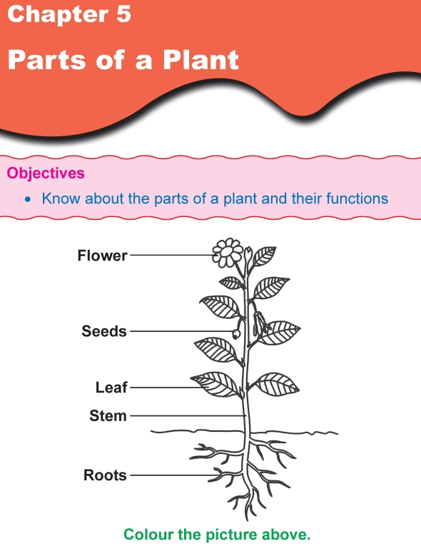 Grade 1 Science Lesson 5 Parts Of A Plant Primary Science