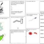 KS3 Cells Revision Sheet Teaching Resources