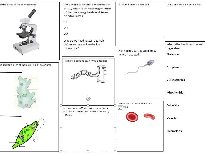 KS3 Cells Revision Sheet Teaching Resources