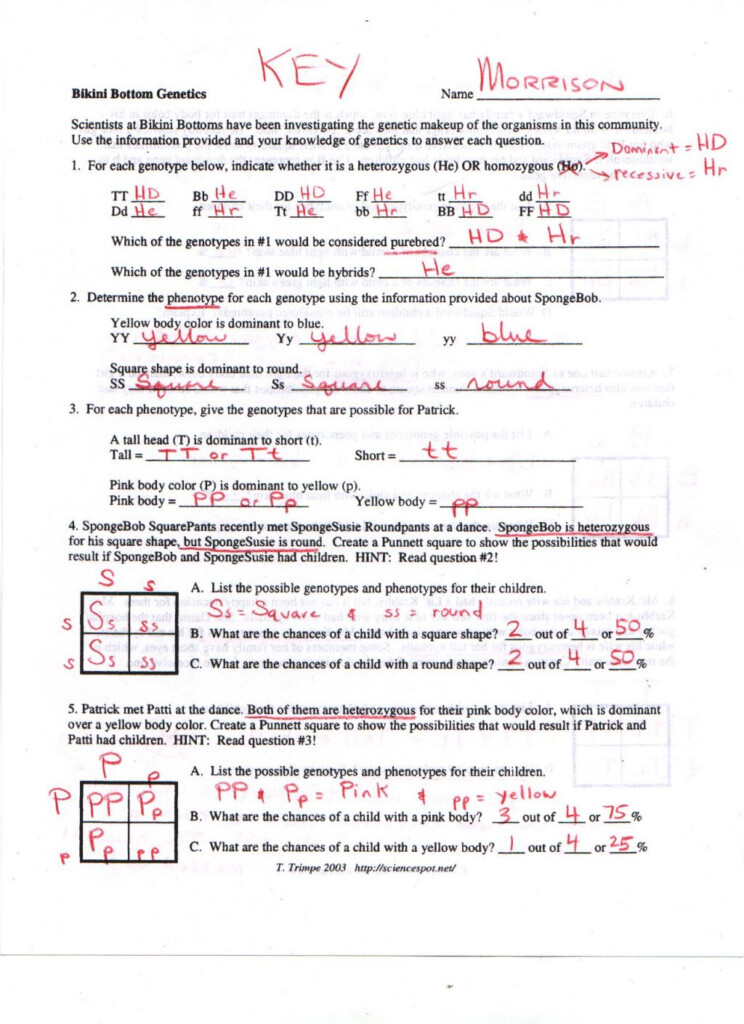 Monohybrid Cross Worksheet Answer Key