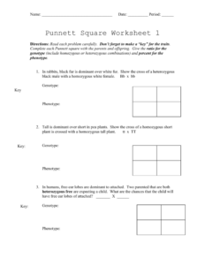 Pea Plant Punnett Square Worksheet Answers Ngss Life Science 2022