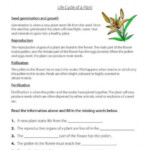 Plant Life Cycles Worksheets