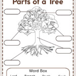 The Parts Of A Tree Worksheets 99Worksheets