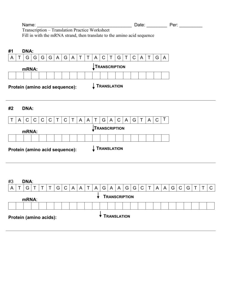 Transcription And Translation Worksheet Answers Back Side