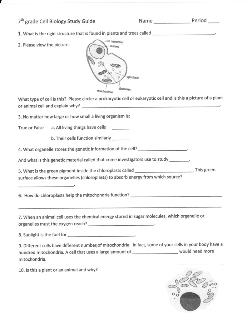 9Th Grade Science Worksheets Free Printable Lexia 39 s Blog