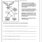 Food Chain And Food Web Worksheet Answer Key