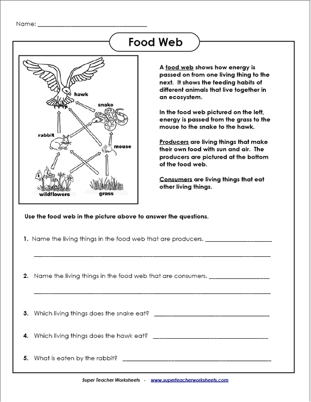 Food Chain And Food Web Worksheet Answer Key