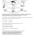 Food Chains And Webs Worksheet