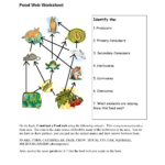 Food Web Worksheet Answer Key
