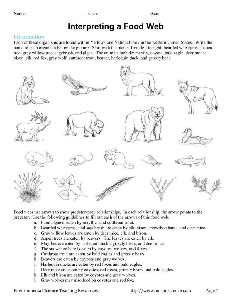 Food Web Worksheet Answers