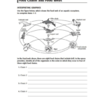 Food Webs And Food Chains Worksheet