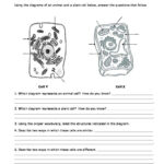 6th Grade Science Cells Worksheets
