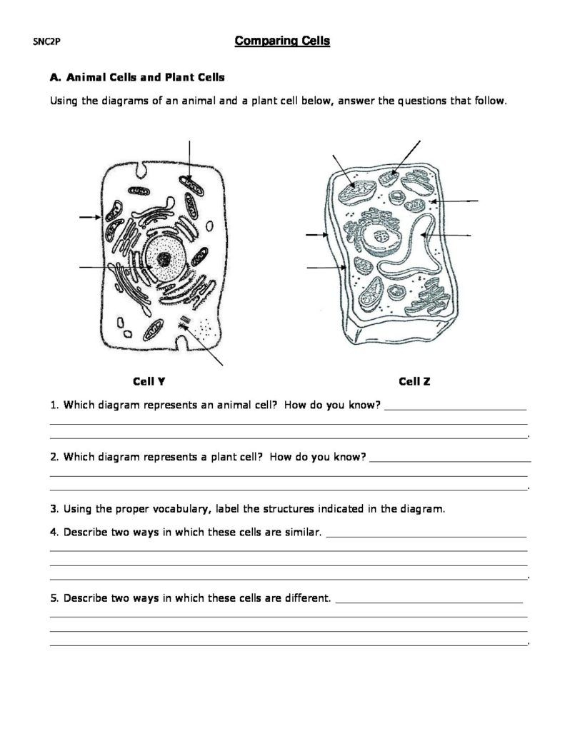 6th Grade Science Cells Worksheets