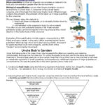 Bioaccumulation And Biomagnification Worksheet By Palmetto Science