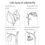 Grade 2 Science Worksheet